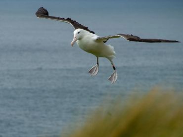 Royal Albatross Centre